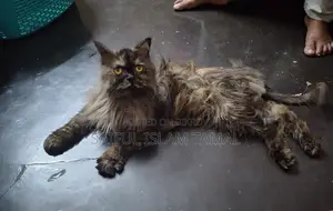 Persian Cat