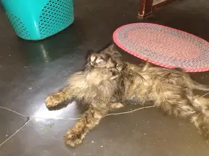 Persian Cat