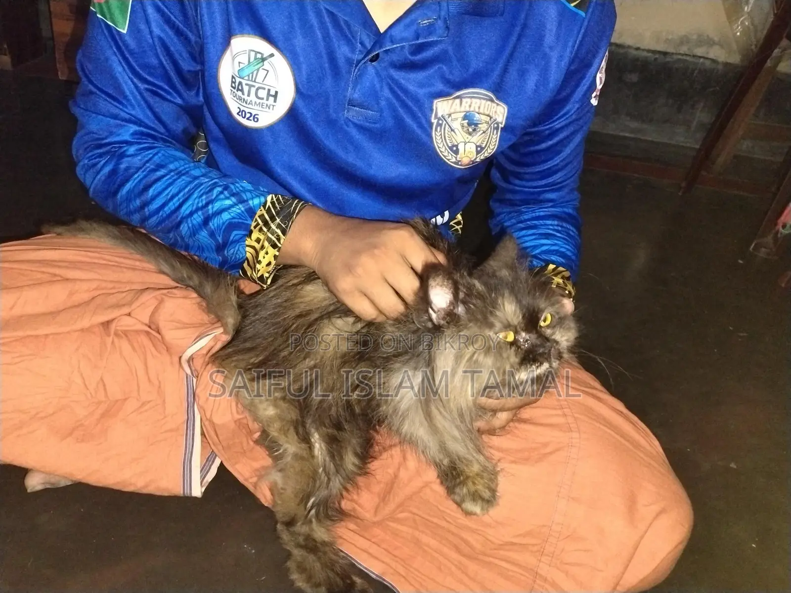 Persian Cat