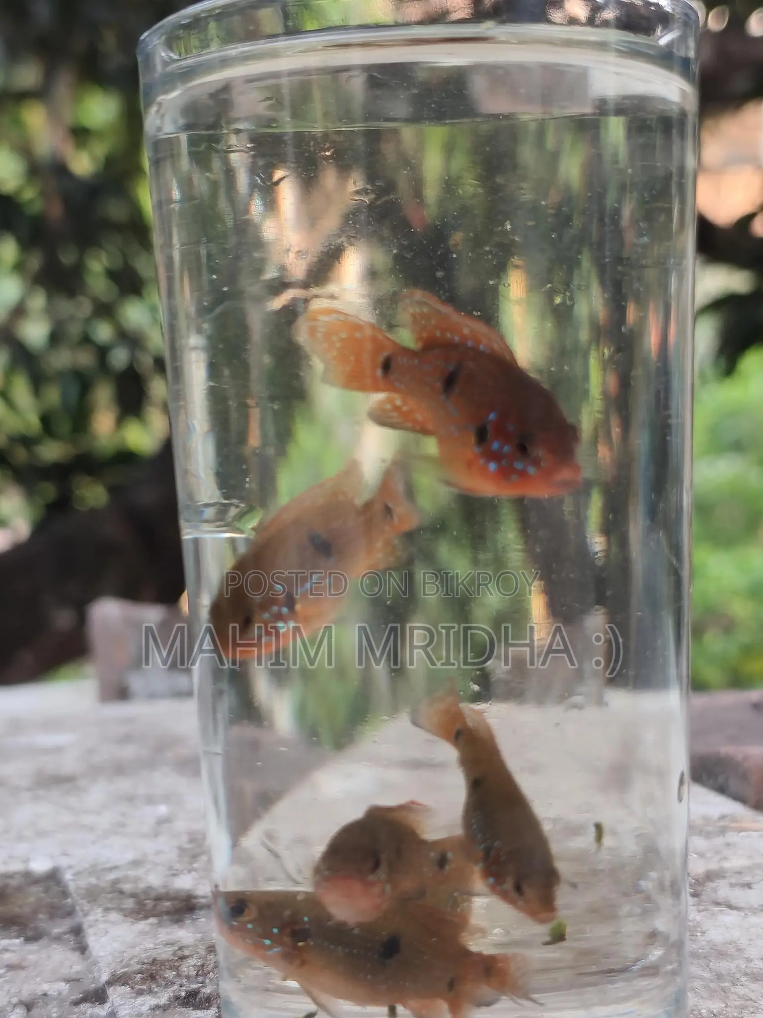 Colorful Fish for Sale