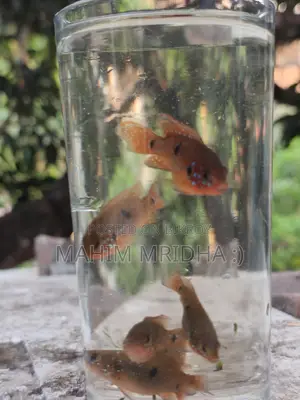Colorful Fish for Sale