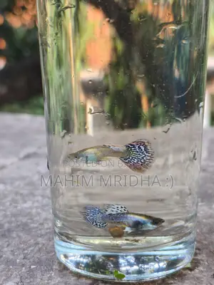 Colorful Fish for Sale