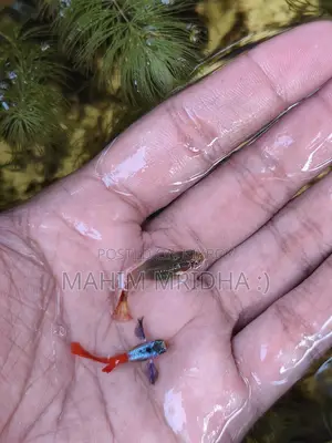 Colorful Fish for Sale