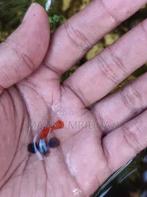 Colorful Fish for Sale