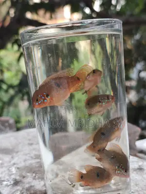 Colorful Fish for Sale