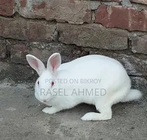 1 Female Rabbit