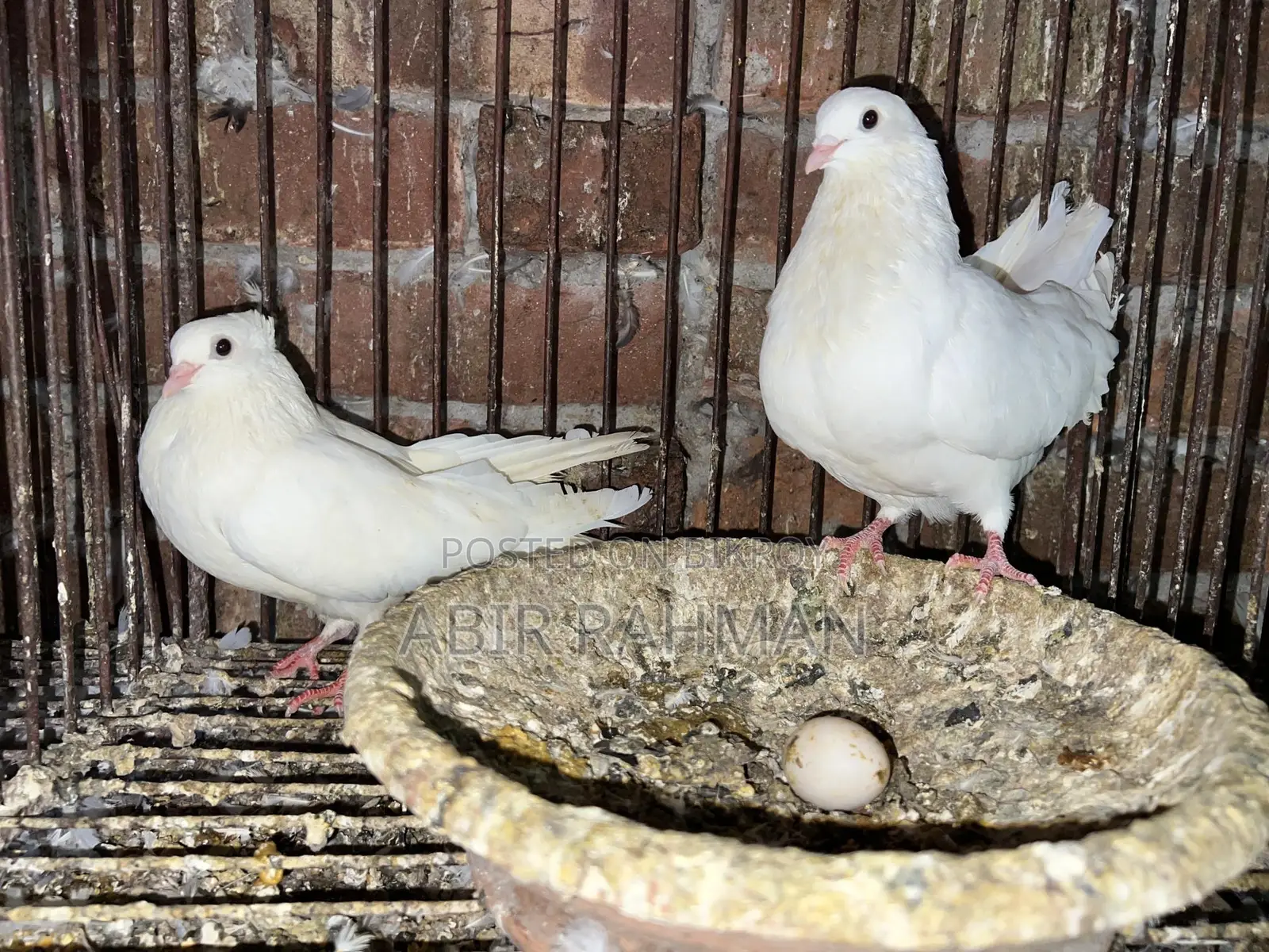 Various Breeds of Local and Foreign Pigeons