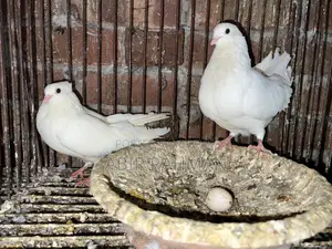 Various Breeds of Local and Foreign Pigeons