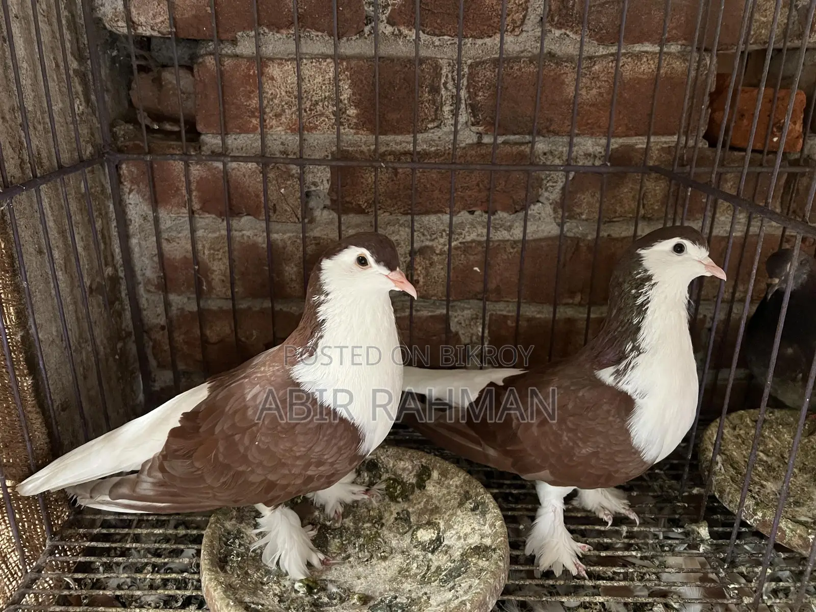 Various Breeds of Local and Foreign Pigeons