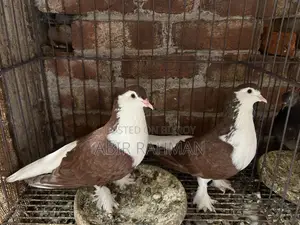 Various Breeds of Local and Foreign Pigeons