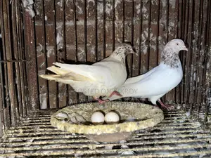 Various Breeds of Local and Foreign Pigeons