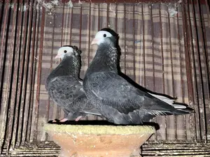 Various Breeds of Local and Foreign Pigeons