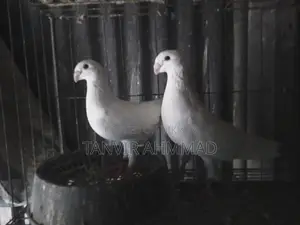 Beauty Huma Pigeon for Sale