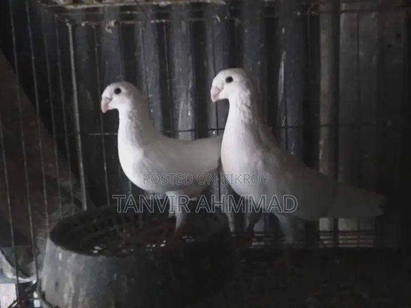 Beauty Huma Pigeon for Sale