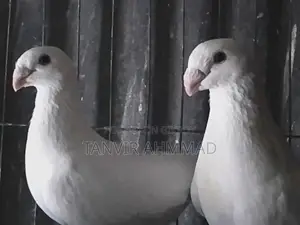 Beauty Huma Pigeon for Sale