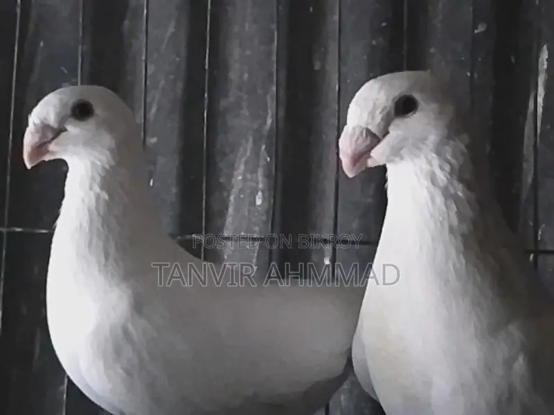 Beauty Huma Pigeon for Sale
