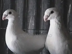 Beauty Huma Pigeon for Sale