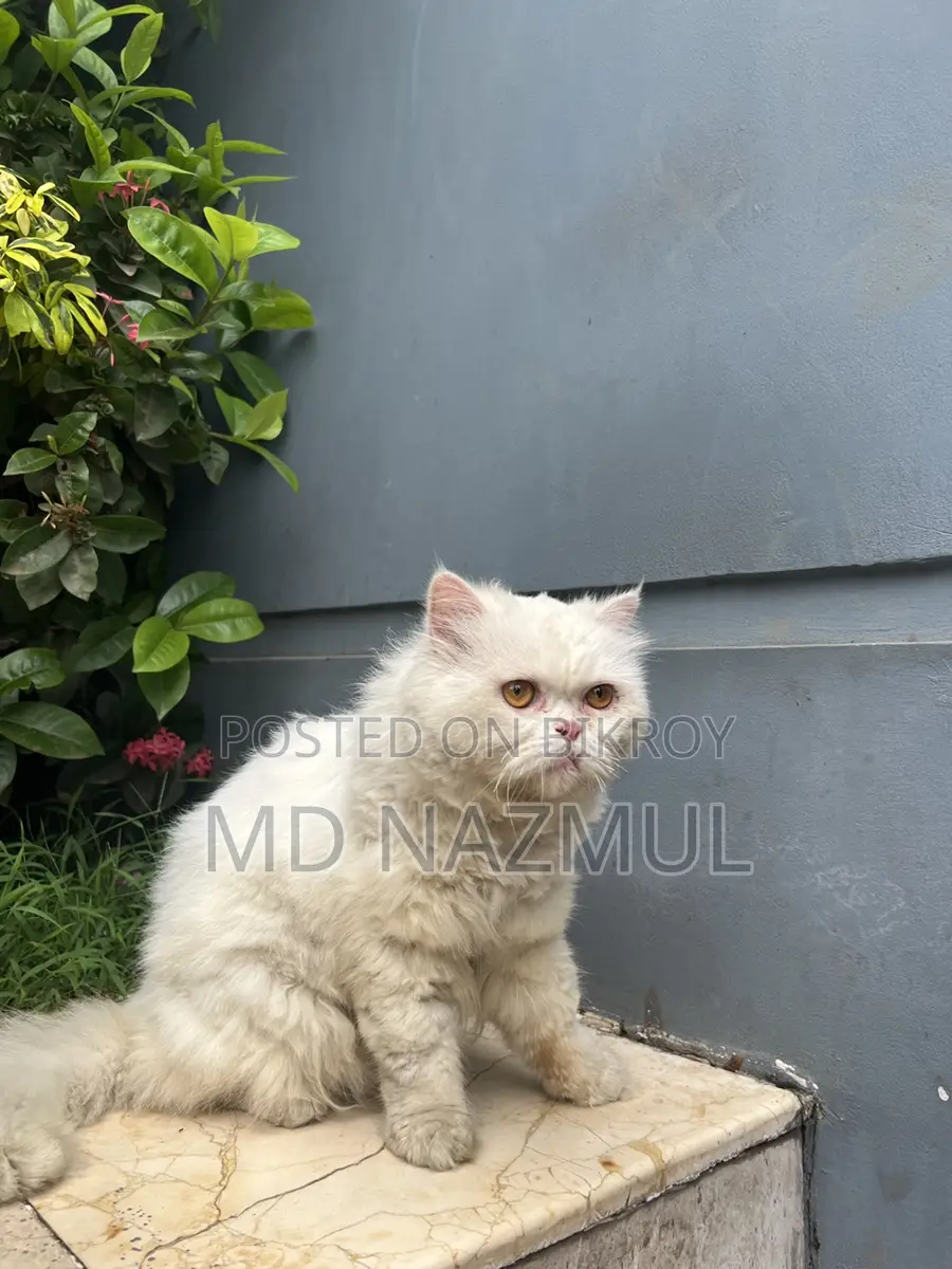 Fresh Cat