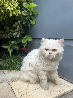 Fresh Cat
