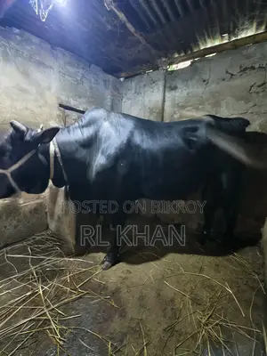 Healthy Cow for Sale – Contact Now