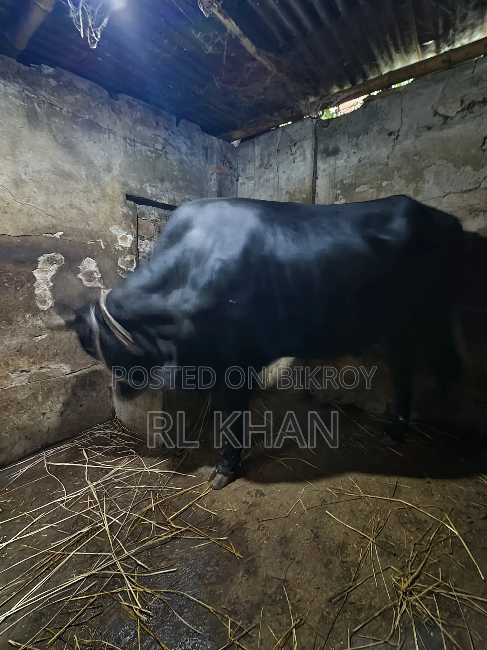 Healthy Cow for Sale – Contact Now