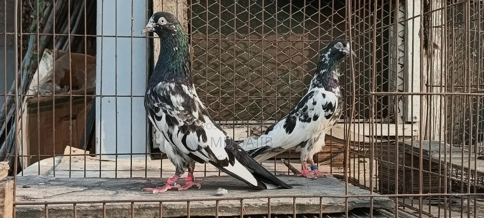 Pakistani Salera Taddy