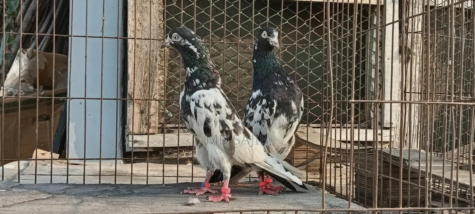 Pakistani Salera Taddy