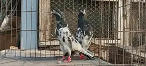 Pakistani Salera Taddy