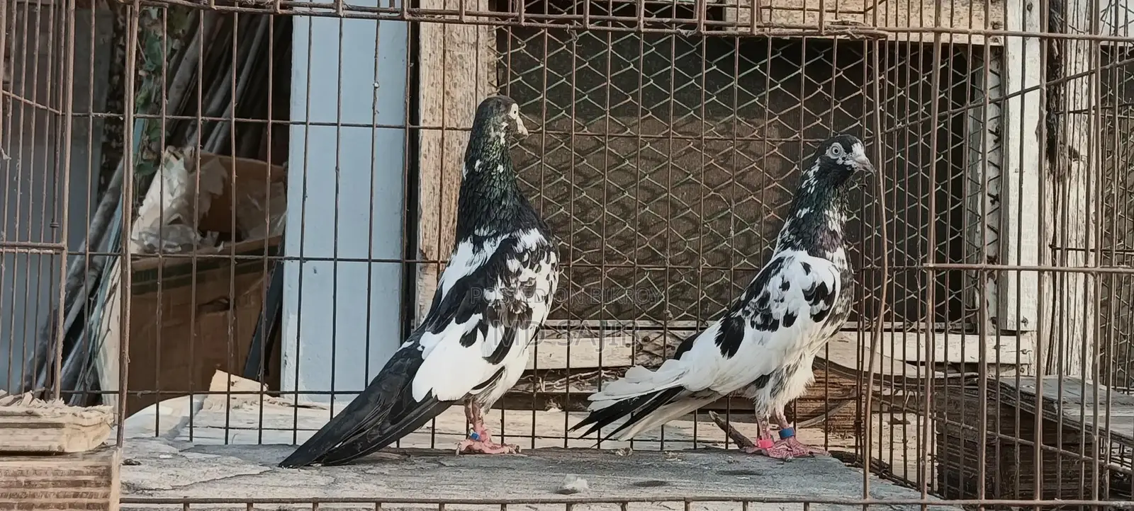 Pakistani Salera Taddy