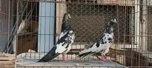 Pakistani Salera Taddy