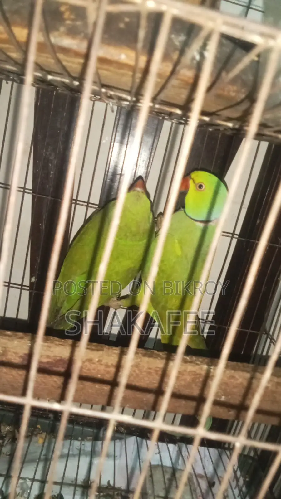 Healthy Ringneck Parrot Pair for Sale