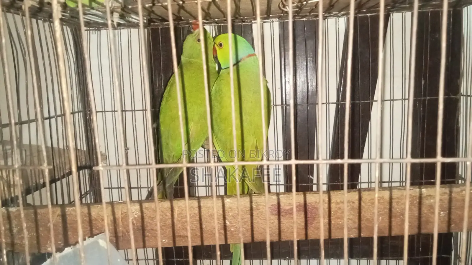 Healthy Ringneck Parrot Pair for Sale