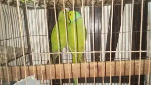 Healthy Ringneck Parrot Pair for Sale