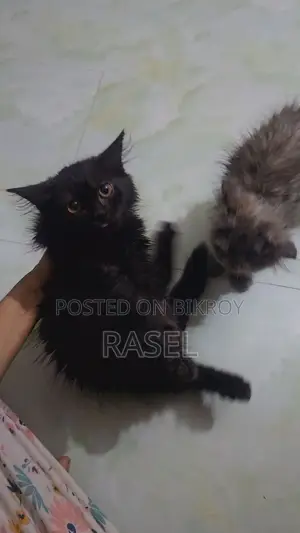 পার্সিয়ান কিটেন আর্জেন্ট বিক্রি করা হবে