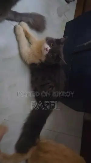 পার্সিয়ান কিটেন আর্জেন্ট বিক্রি করা হবে