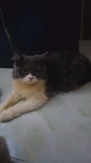 পার্সিয়ান কিটেন আর্জেন্ট বিক্রি করা হবে