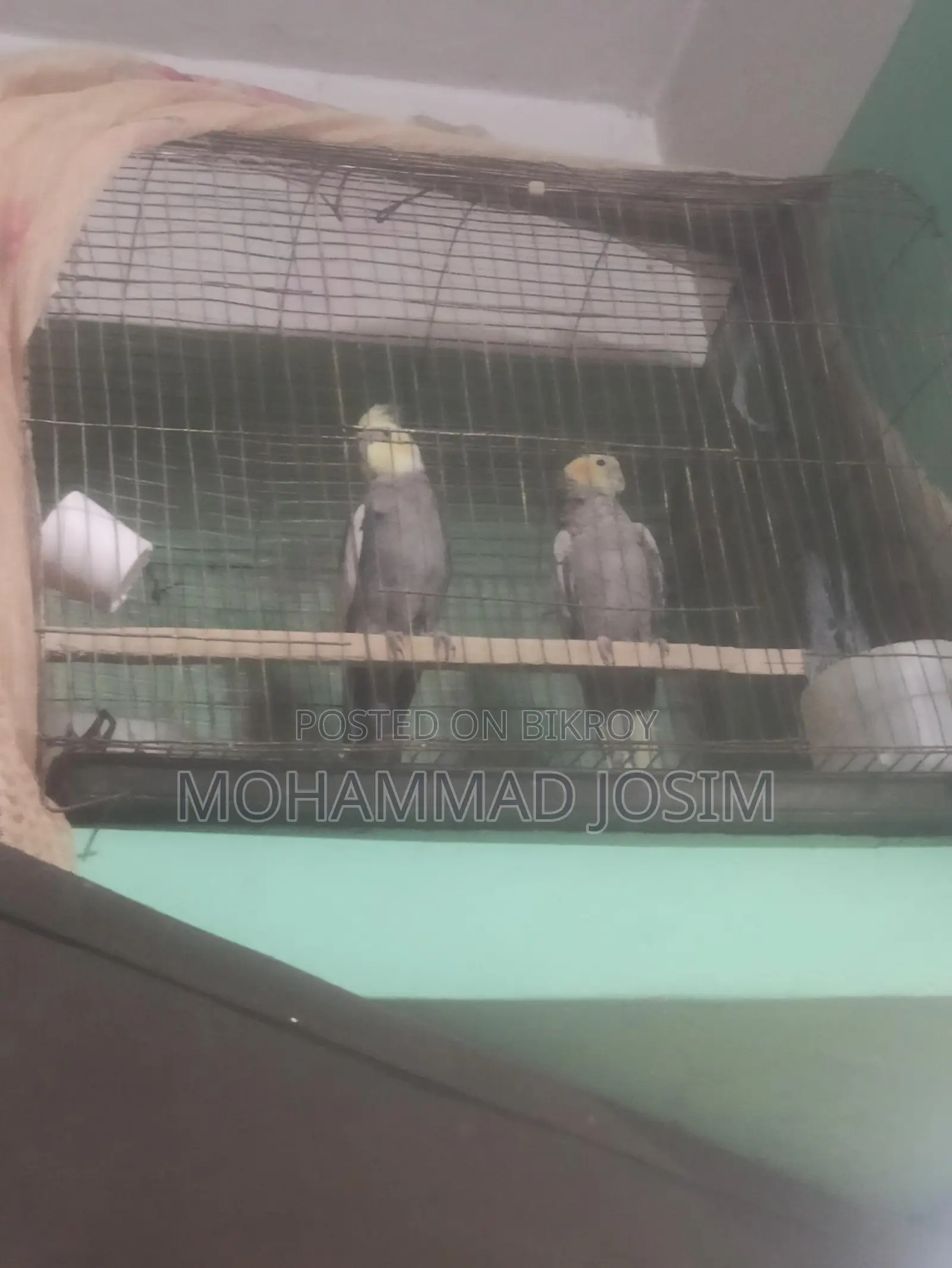 Cockatiel bird that has bred twice