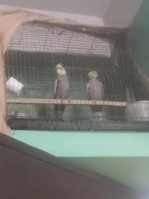 Cockatiel bird that has bred twice