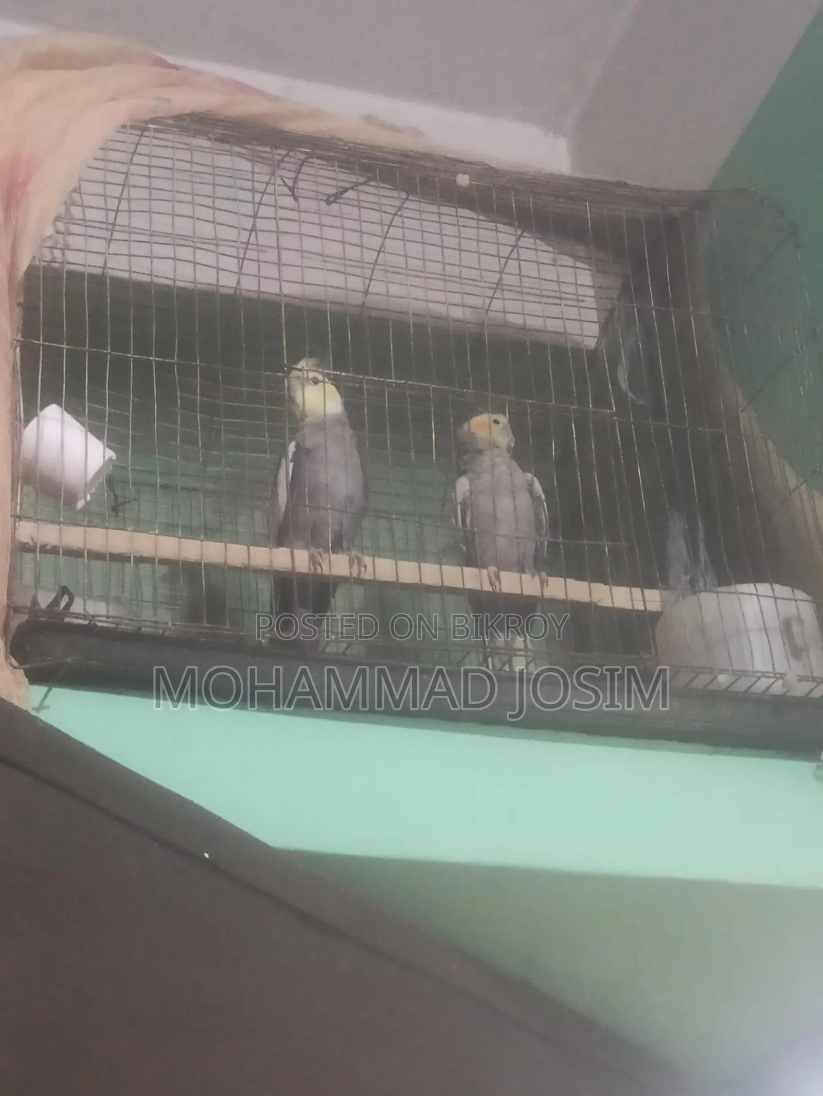 Cockatiel bird that has bred twice