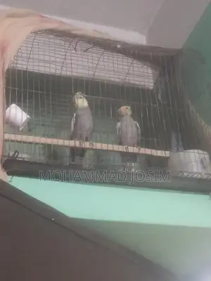 Cockatiel bird that has bred twice