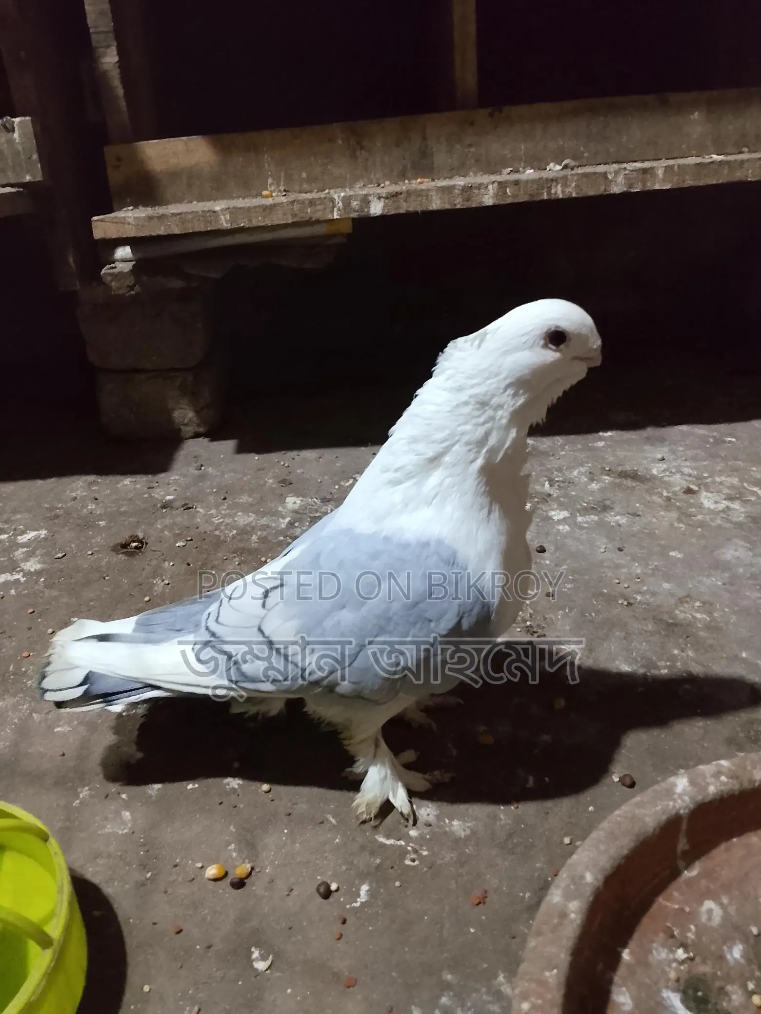Healthy Bird