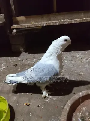 Healthy Bird