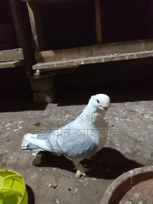 Healthy Bird