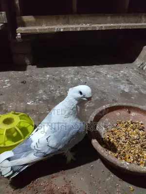 Healthy Bird