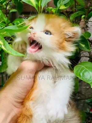 Buy Colour Pure Persian Male Kitten, Doll Face