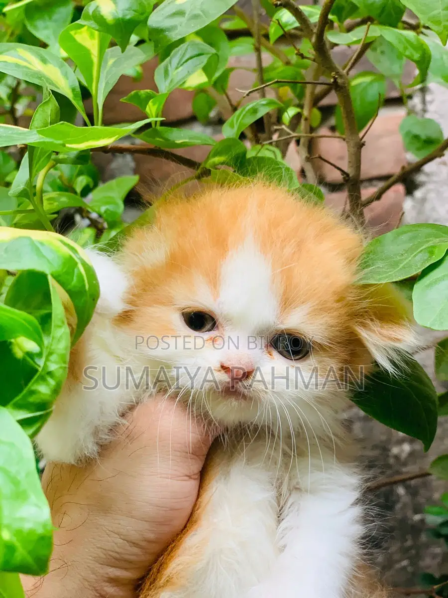 Buy Colour Pure Persian Male Kitten, Doll Face