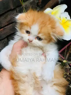 Buy Colour Pure Persian Male Kitten, Doll Face