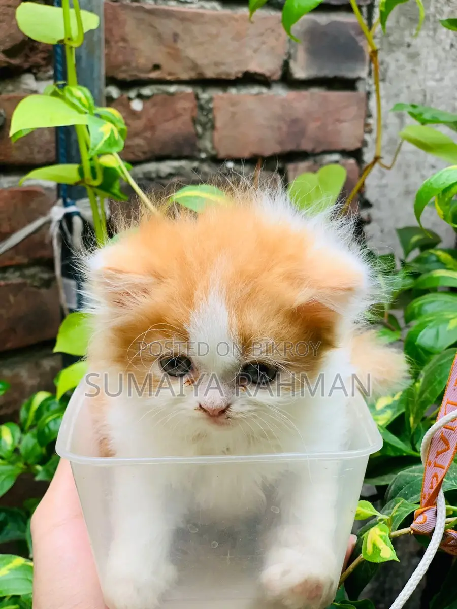 Buy Colour Pure Persian Male Kitten, Doll Face