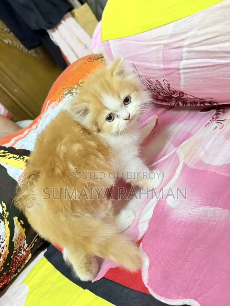 Buy Colour Pure Persian Male Kitten, Doll Face