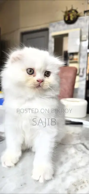 pure scottish fold female